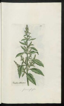 507. Chenopodium anthelminticum