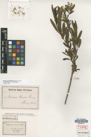 Baccharis racemosa DC.