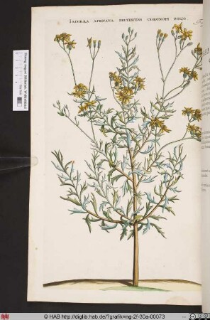 IACOBAEA AFRICANA FRUTESCENS CORONOPI FOLIO.