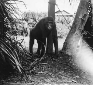 Gorilla : Aufnahme eines jungen angeleinten Gorillas.