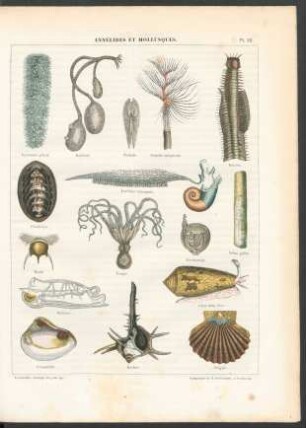 Tafel 32. Annélides et mollusques.