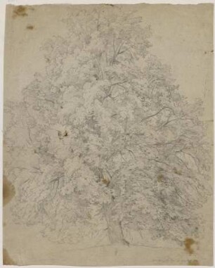 Baum