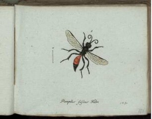 Pompilus fuscus Fabr. [bis] Yespa coronata Mihi