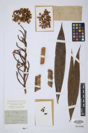 Plectocomia spiralis ined.