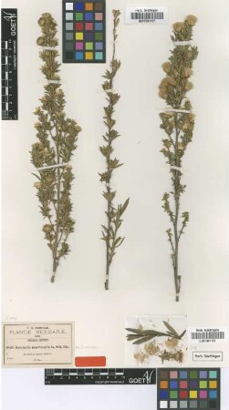 Baccharis macrocephala Sch.Bip. ex Greenm. [type]