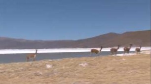 Die Salare der Atacama Wüste