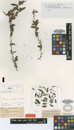 Casearia emarginata C.Wright ex Griseb.