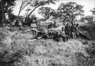 Erlegter Elefant : Ein Expeditionsmitglied und mehrere Begleiter posieren mit einem erlegten Elefanten