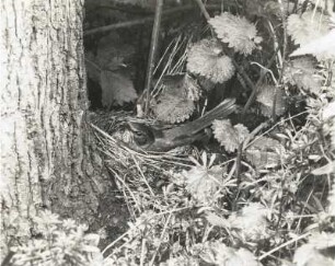 Amsel (Turdus merula L.), brütend