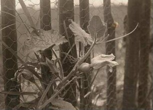 Gartenkürbis (Cucurbita pepo). Weibliche und männliche Blüten. Ranken