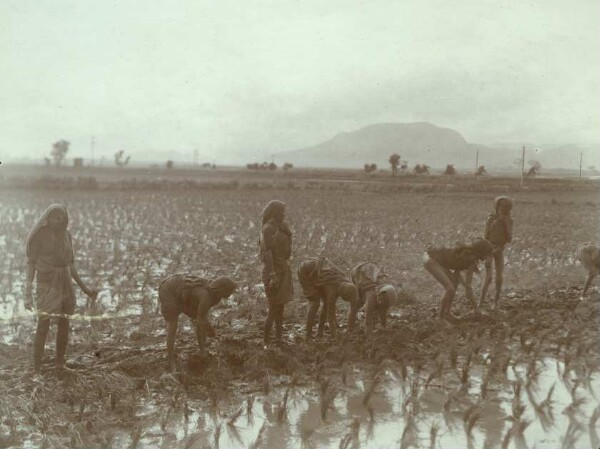 Rice plant