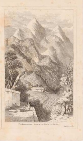Tea plantations. View in the black-tea district