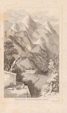Tea plantations. View in the black-tea district
