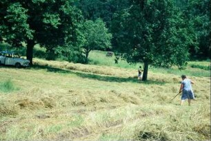 Frauen auf einer Wiese beim Heu wenden