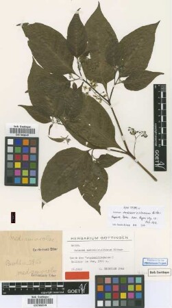 Solanum medianiviolaceum Bitter [syntype]
