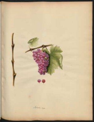 41. Malvoisie rouge