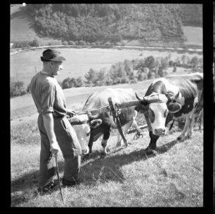 Landwirtschaft im Schwarzwald