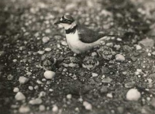 Flußregenpfeifer (Charadrius dubius Scop.) Vogel mit Jungen