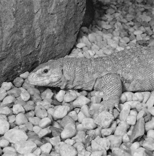 Waran, wahrscheinlich im Dresdener Zoo