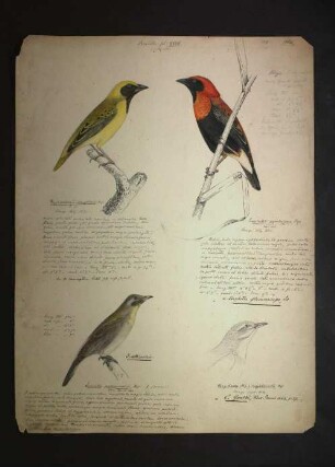 Ornithologie pl. XXVII.