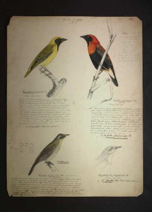 Ornithologie pl. XXVII.