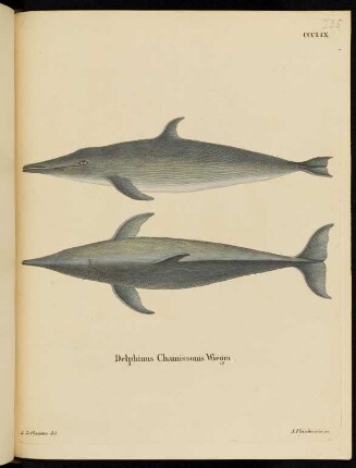 CCCLIX. Delphinus Chamissonis Wiegm.