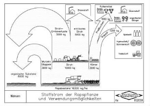 Stoffstrom der Rapspflanze und Verwendungsmöglichkeiten
