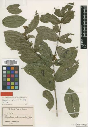 Strychnos phaeotricha Gilg [isotype]