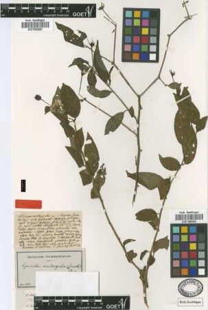Solanum acutangulum Griseb.