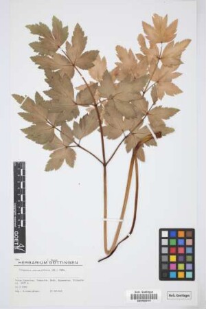Tinguarra cervariifolia (DC.) Parl.