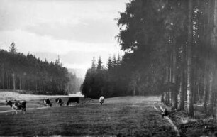 Tharandt-Triebisch, Tharandter Wald. Triebischwiesen, Ansichtskarte, Repro