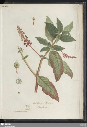 Le Raisin d'Amerique