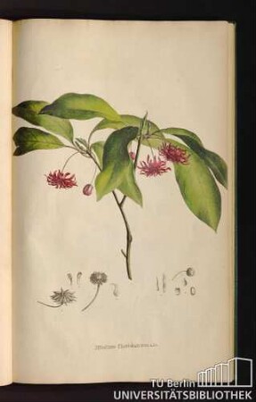 [Tab. 39.] Jllicium floridanum Lin.