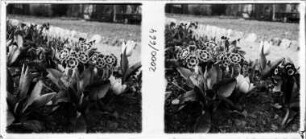 Gartenblumen