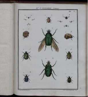 Nr. 6. CETOINE. Pl. I. bis Pl. XII.