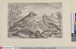 [Eichelhäher und Fink; Jay and Finch]
