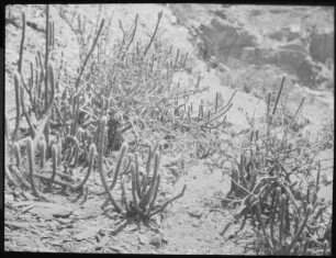 Trockenvegetation mit Kakteen und Zwergbäumchen im unteren La-Paz-Tal