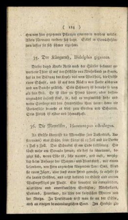 35. Der Känguruh, Didelphis gigantea.