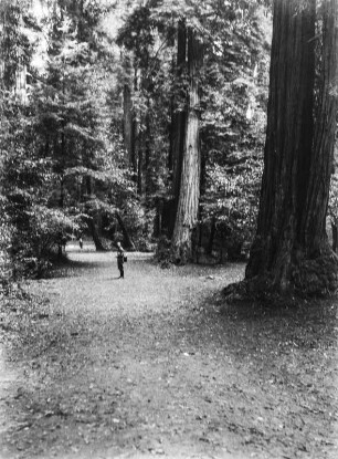 Große Bäume am Mount Tamalpais : Person auf einem Waldweg mit großen Bäumen