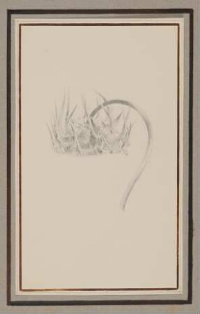 Distel [aus der "geblümten Kassette"]
