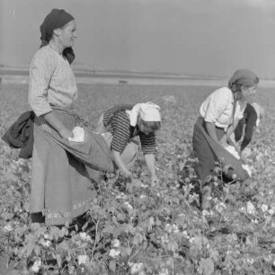 Baumwollernte auf den Feldern der Landwirtschaftlichen Produktionsgenossenschaft in Usundshowo. Frauen bei der Ernte