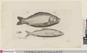 Cijprinus; Kerper; Houtinck [Karpfen und Hering; A Carp and an Herring]