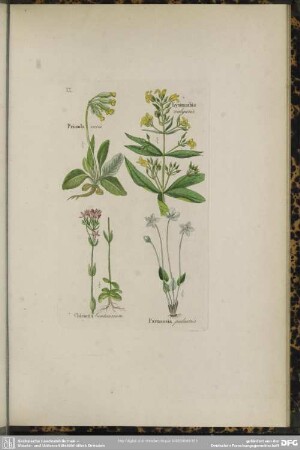 XX. Primula veris. Lysimachia vulgaris. Chironia Centaurium. Parnassia palustris
