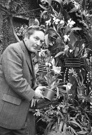 Orchideenblüte im Gewächshaus des Botanischen Gartens