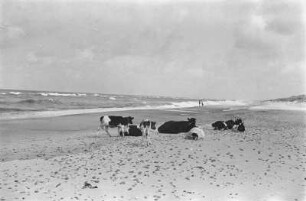 Kühe : Kühe am Ostseestrand.