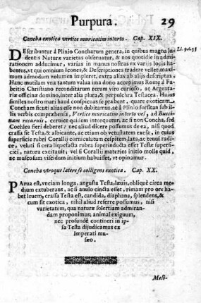 Concha exotica vertice muricatim intorto. Cap. XIX.