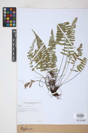 Asplenium spec.