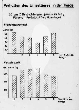 Verhalten des Einzeltieres in der Herde (âˆ… aus 2 Beobachtungen, jeweils 24 Std., FÃ¤rsen, 1 FreÃŸplatz/Tier, Maissilage)