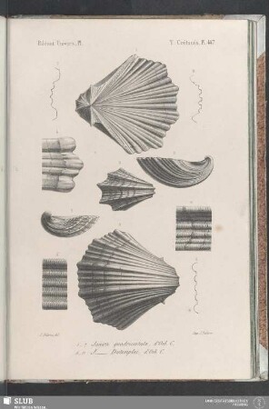 Pl. 447