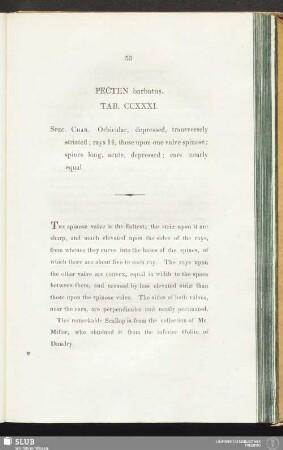 Pecten barbatus. Tab. CCXXXI